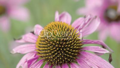Close up look of the flower bud of the purple cornflower