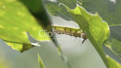 The caterpillar hanging on the leaf