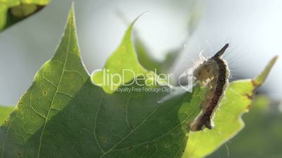 A hairy moth on the maple leaf