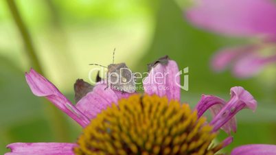 A bug on top of the purple cornflower plant