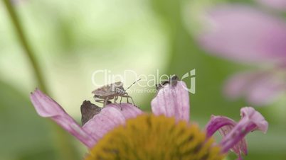 A Heteroptera bug crawling on the petal