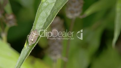 The bug is on the leaf of a plant