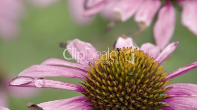 Worms and insects on top of the bud of the cornflower plant