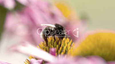 A bumblebee sucking the bud of the cornflower
