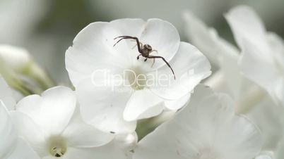 A black crab spider on the flower