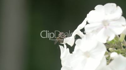 A fly on the edge of the white flower