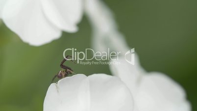 The Thomisidae spider is on the edge of the petal