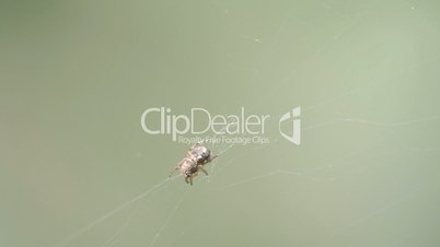 A Thomisidae spider on the spider web