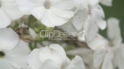 The crab spider crawling on the white flower