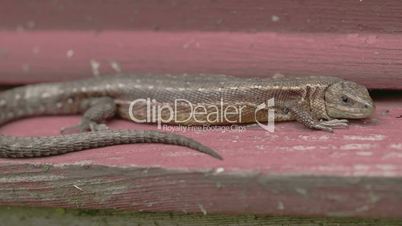 A brown common lizard on the wood