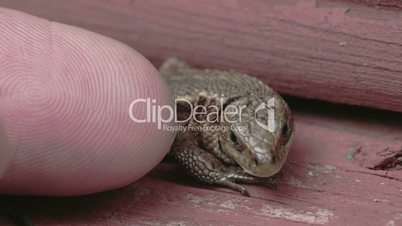 A finger is touching the common lizard