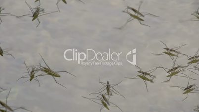 Lots of water striders hopping and playing on the lake