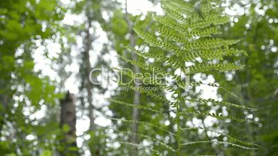 The beautiful fern leaves in the middle of the forest