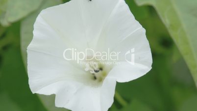 The white petals of the field bindweed flower
