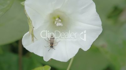 A bug inside the flower of field bindweed plant