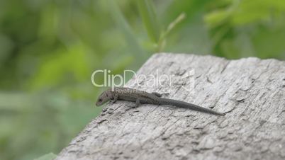 A common lizard on top of the roof in the forest