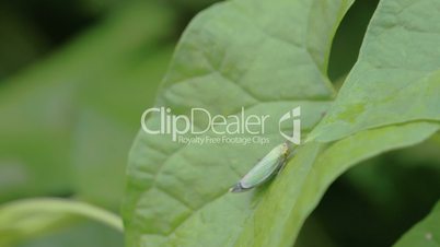 A grasshopper on a maple leaf