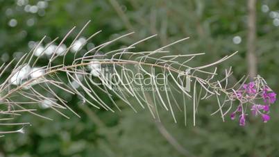 A stem of the great willowherb plant