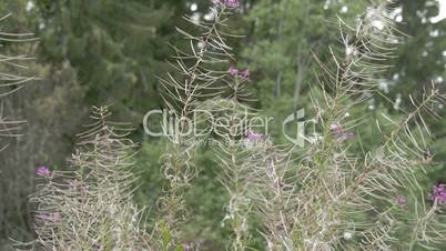 Lots of great willowherb plant in the meadow