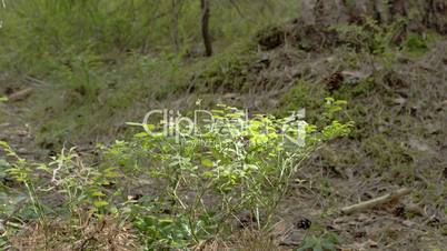 Closer look of the blueberry plant or Vaccinium corymbosum