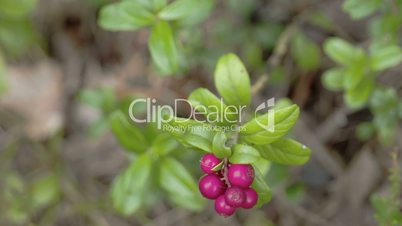 Closer look of the cowberry plant fruit