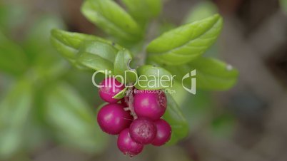 A cowberry plant with six fruits on it