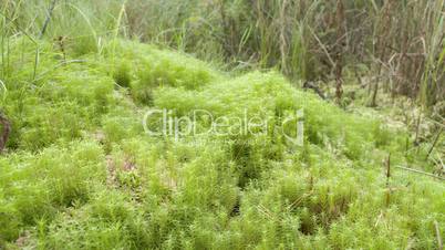 A mossy swamp with lots of grass in the forest