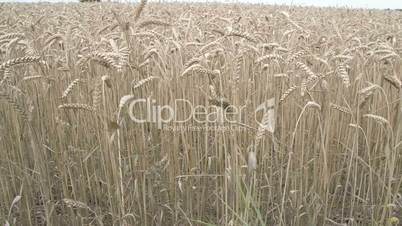 Brown wheat grasses on the field