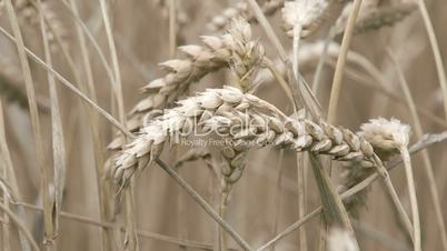 The wheat grain crop in the meadows