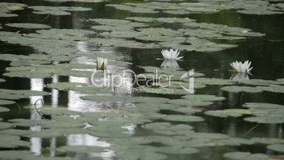 Set of water lilies on the pond