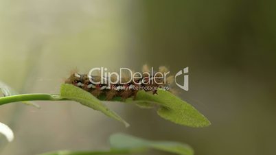 A caterpillar or a moth on the edge of the leaf