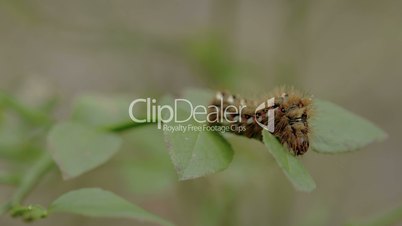 Closer look of the brown hairy moth