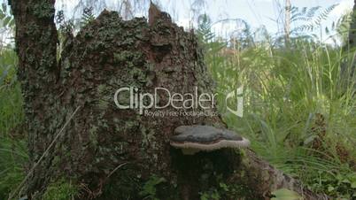 A polypore mushroom found on a trunk of a tree FS700 4K