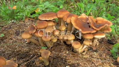 Bunch of honey fungus on the ground FS700 4K