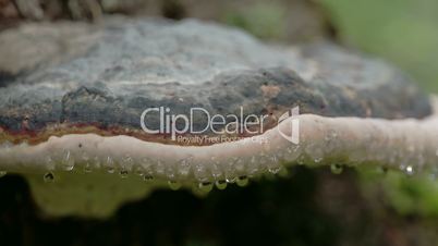 Fomitopsis pinicola with its moist drops visible FS700 4K