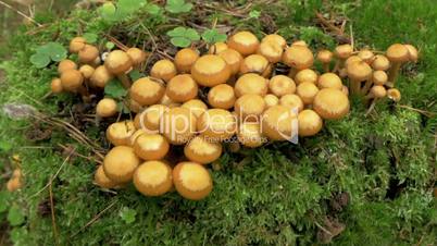 Topview of the orange-brown colored honey fungus FS700 4K