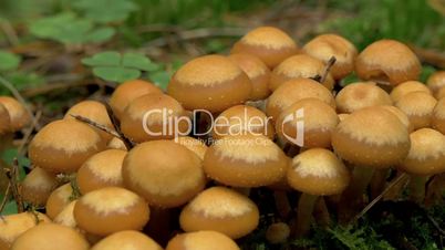 Set of Armillaria or honey fungus with a crawling moth FS700 4K