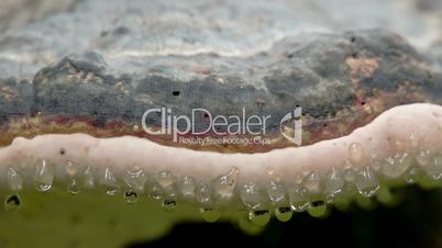 The water moist drop on the side of the red banded polypore FS700 4K