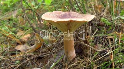 Single milkcaps mushroom with grass and shrubs around FS700 4K