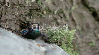 Blue greenish shiny dung beetle trying to curl up and crawl FS700 4K