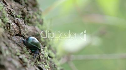A dung beetle crawling on a tree with its tiny legs FS700 4K