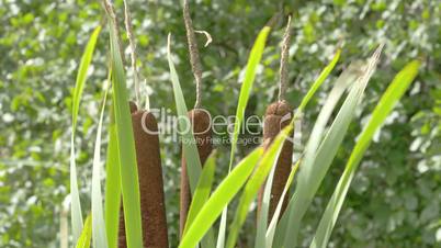 The Typha latifolia with other tall grass waving on the breeze of the wind FS700 4K