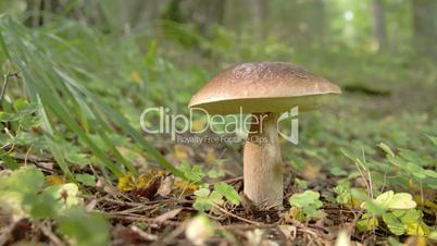 Single Lactarius rufus found on the ground of the forest FS700 4K