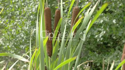 Lots of brown and green bulrush waving on the meadows FS700 4K