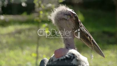 The hairy head of the marabou stork looking around the area FS700 4K