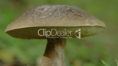 Close up view of the brown and fat Leccinum mushroom  FS700 4K