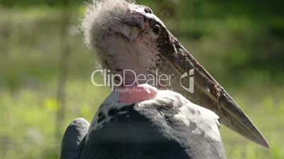 The marabou stork with its long ang big beak FS700 4K