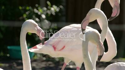 Six white and pinkish long neck flamingos flocking FS700 4K