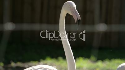 The long neck and big beak of the flamingoes FS700 4K