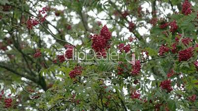 Bunch of Sorbus fruits bloomed on its trees FS700 4K